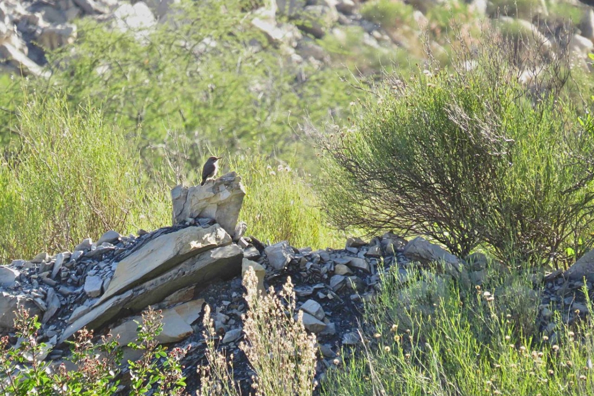 Cantera Potrero Chico se convierte en refugio para la biodiversidad