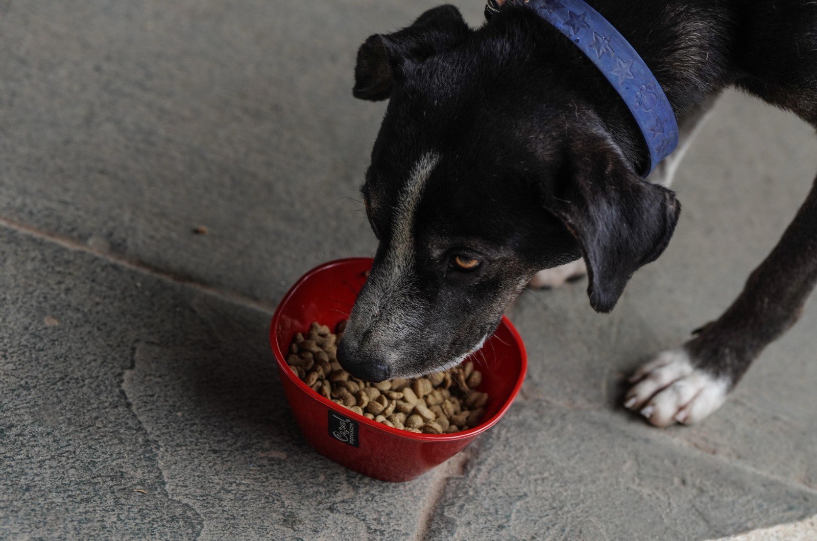 Proporcionar sombra y un ambiente ventilado es clave para evitar el estrés por calor en animales de compañía.