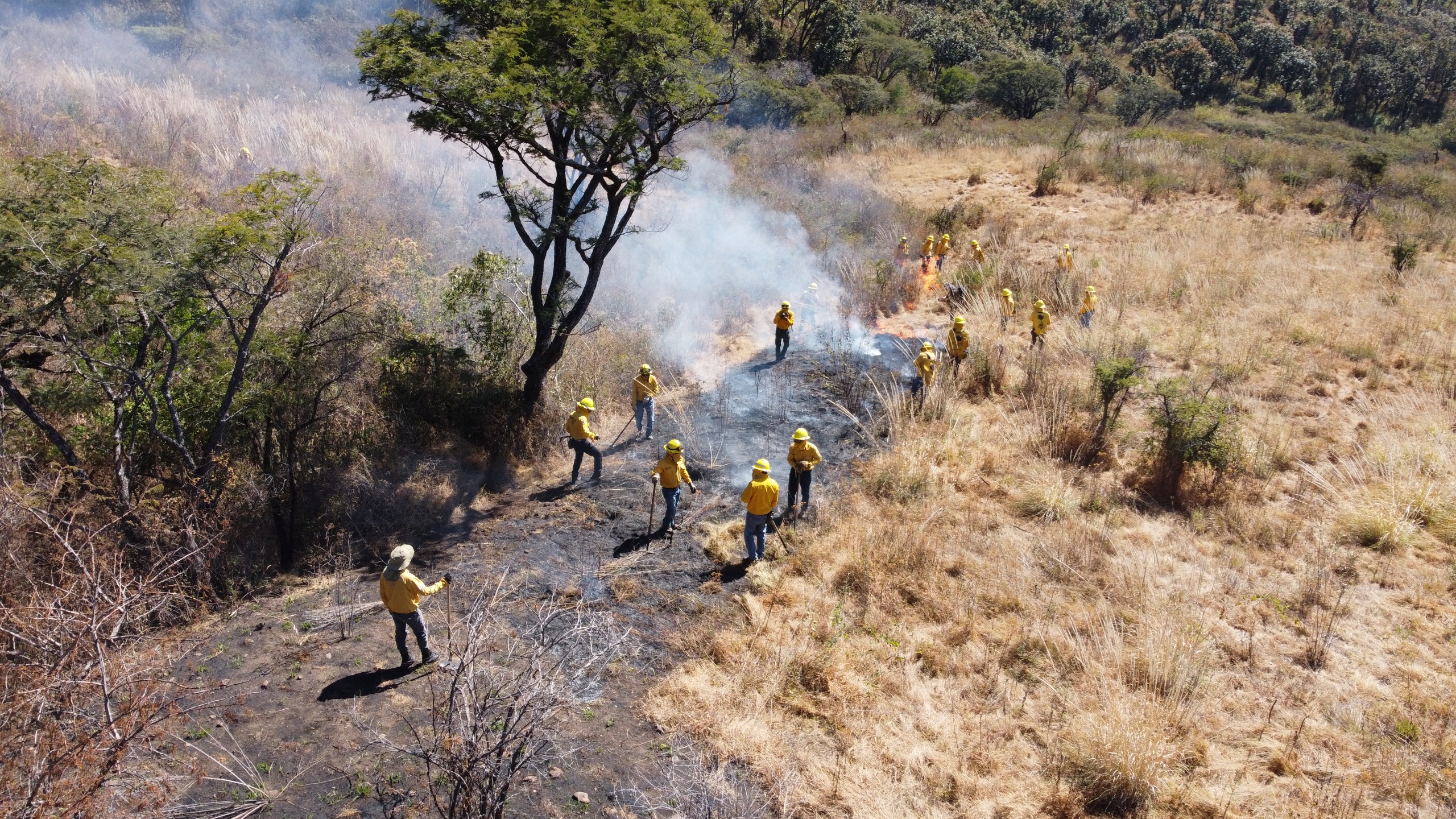 Las brechas cortafuego en el Edomex han sido clave para reducir la propagación de incendios forestales.