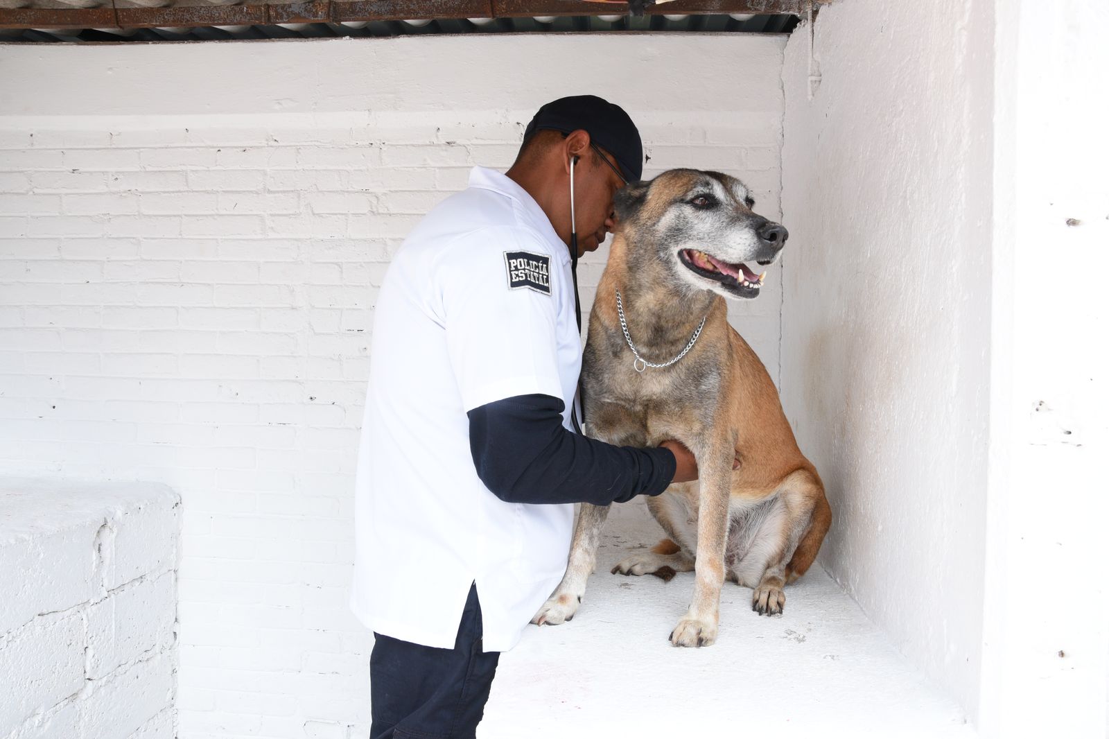 Los canes retirados continúan bajo atención veterinaria en Almoloya de Juárez.