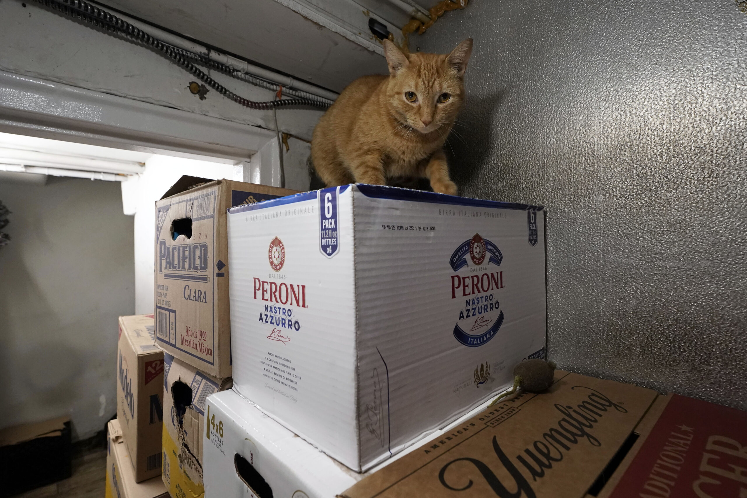 Pepelito, un gato de almacén, vigila sobre una caja de cerveza italiana en NY Grill & Deli, un establecimiento de comida rápida para llevar, en Nueva York. Foto: AP.