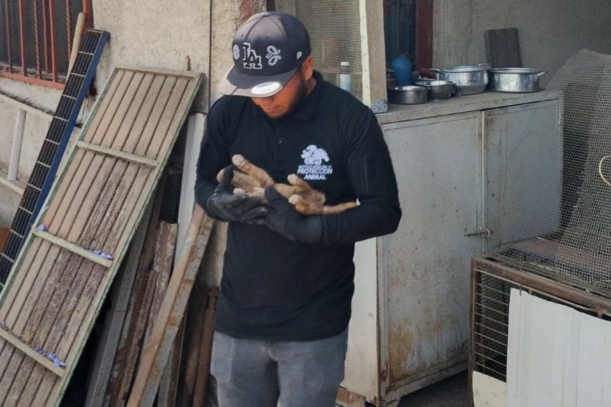 Una mujer en El Marqués recibe una multa por maltrato animal