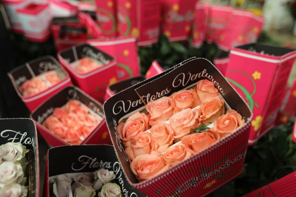 Las rosas mexiquenses, cultivadas en Villa Guerrero, son el regalo favorito para el Día de las Madres.