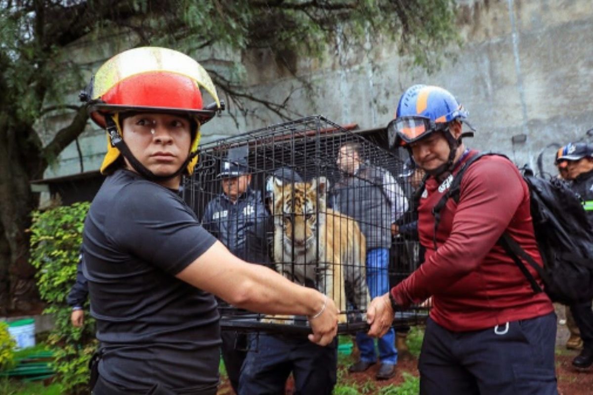 Autoridades realizaron un operativo de rescate inmediato. Foto: Especial