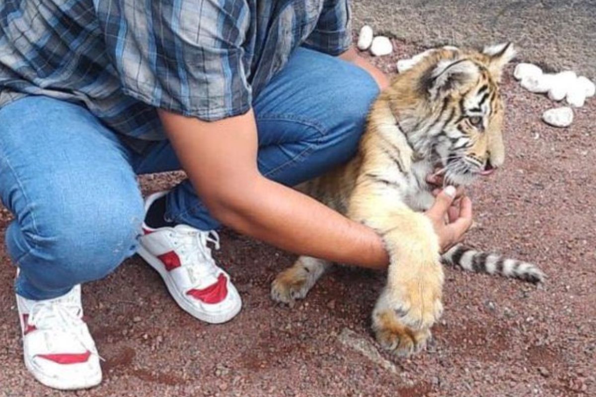 Mundo Patitas difundió el caso a través de redes sociales. Foto: Especial