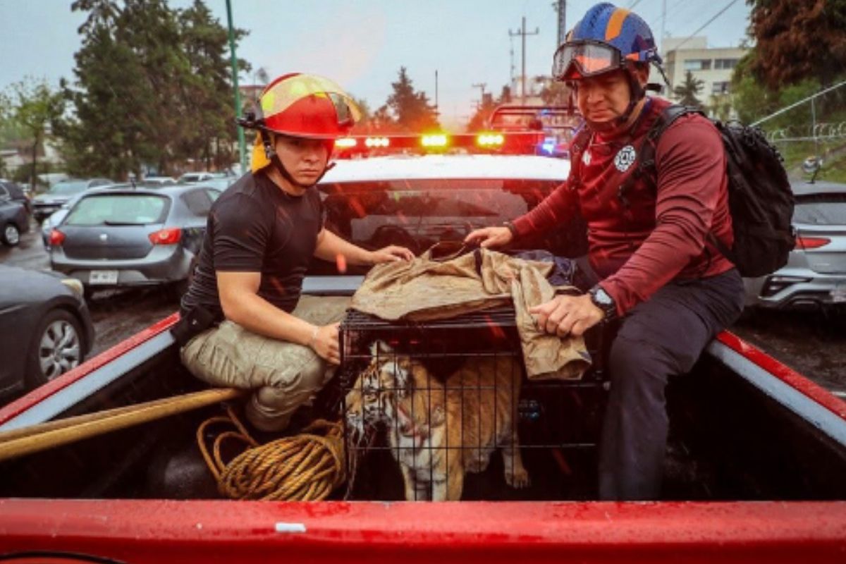 El tigre fue trasladado a la Fiscalía para su valoración y resguardo. Foto: Especial