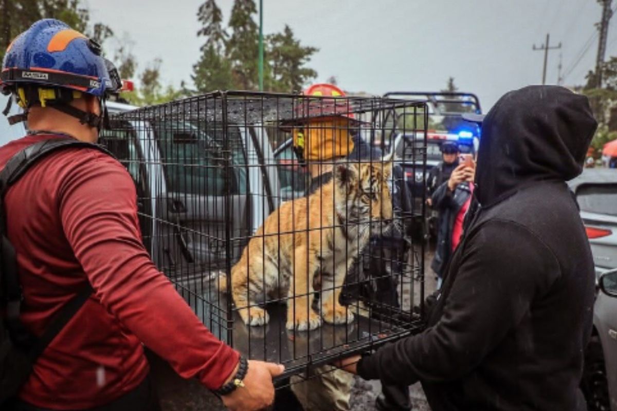 Se investiga la legalidad de la posesión del animal exótico. Foto: Especial