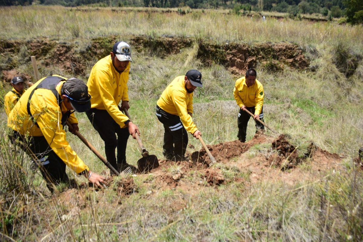 Las 25 hectáreas restauradas contribuirán a la recuperación de la biodiversidad local. Foto: Especial