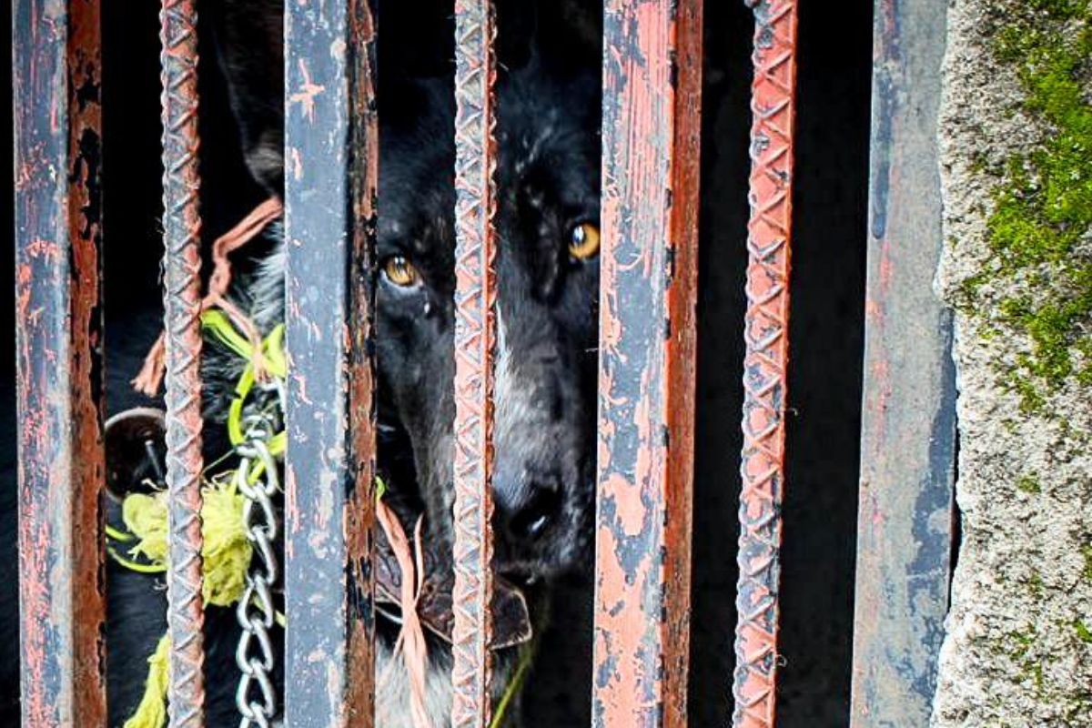 El perro rescatado presentaba signos visibles de desnutrición y abandono. Foto: Especial