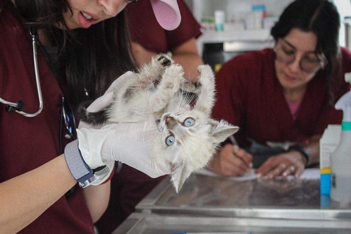 Un michi es revisado por el equipo médico-veterinario de la Cepanaf. Foto: Especial