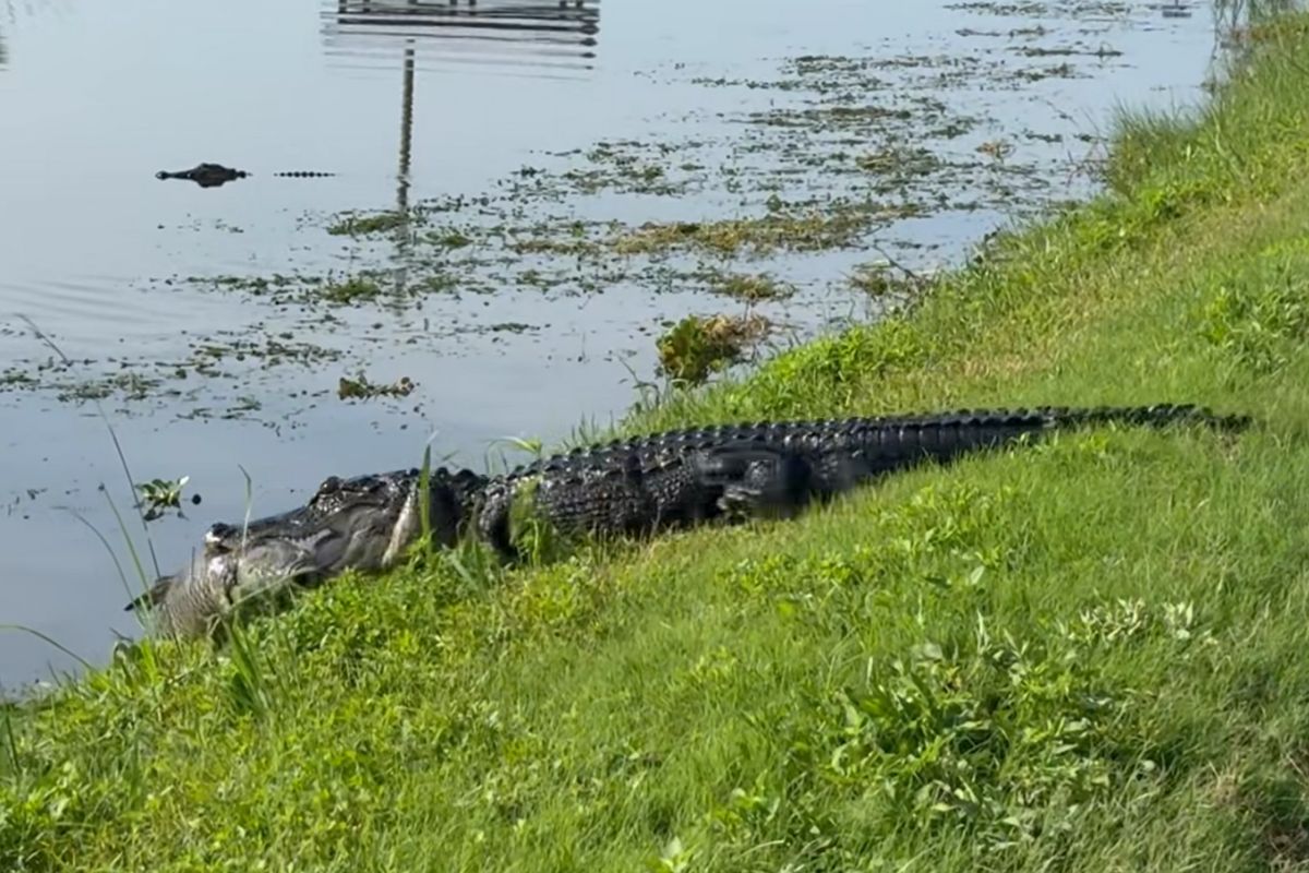 El reptil cruzó desde un canal y regresó al agua en cuestión de segundos. Foto: Especial