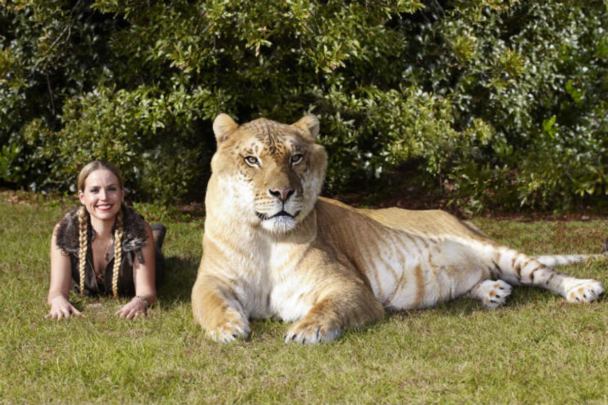 Nace ‘ligre’, híbrido entre tigresa y león, en Rumanía