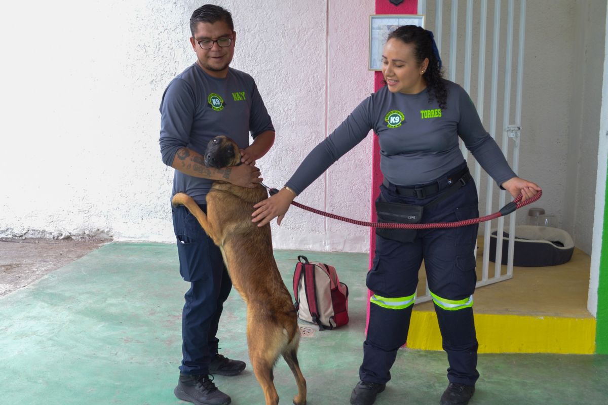 Esperanza sobre cuatro patas: El equipo K9 devuelve tranquilidad a familias enteras. Foto: Especial