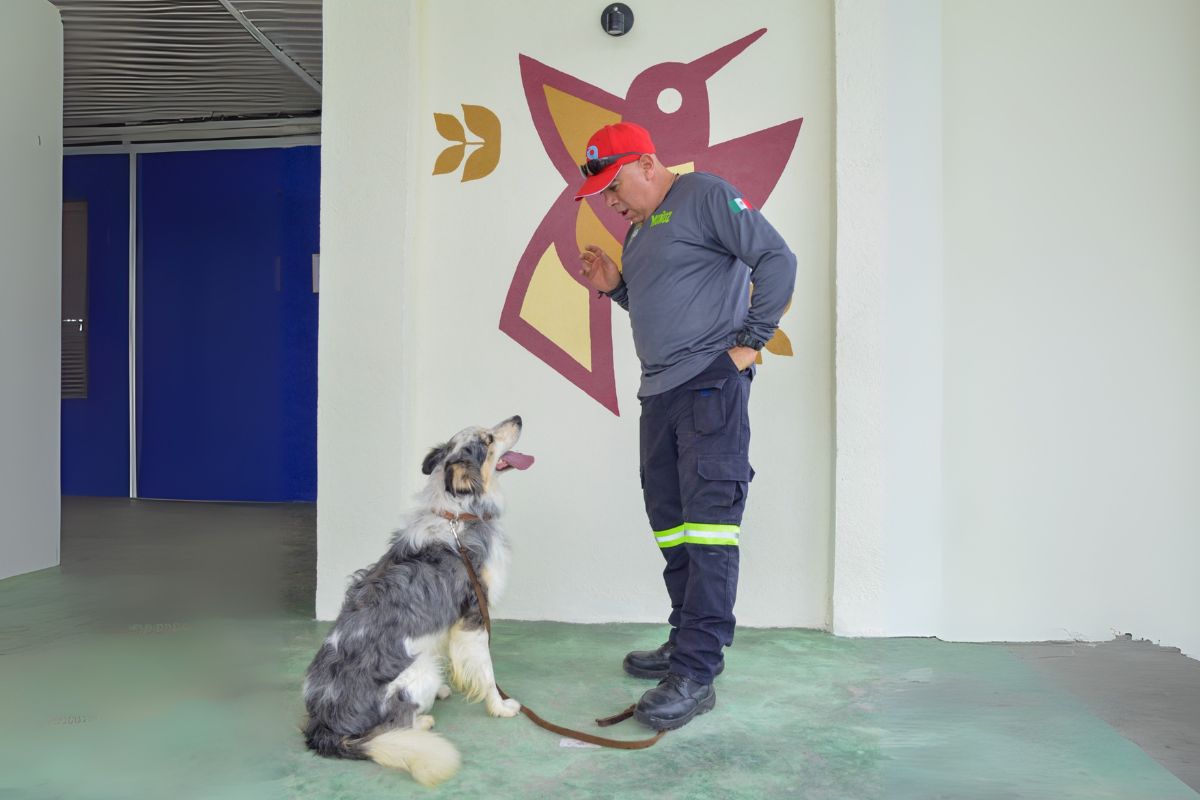 Cada ladrido que guía a un rescatista es una voz que no se apaga. Foto: Especial