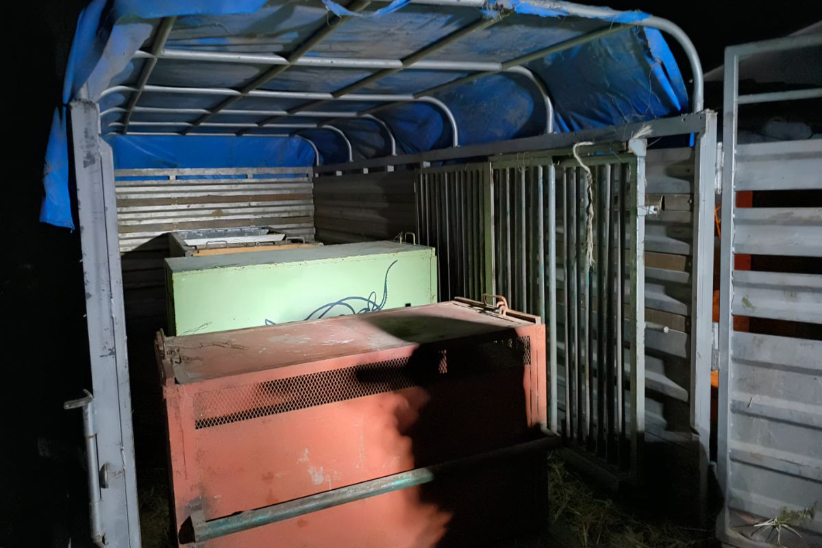 Personal veterinario sedó a los adultos y contuvo manualmente a los cachorros para su traslado. Foto: Especial