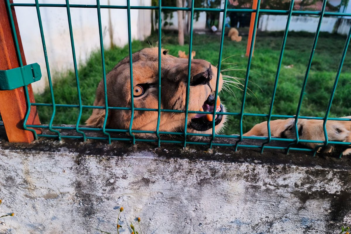 Los ejemplares se encuentran en aparente buen estado físico y de salud. Foto: Especial