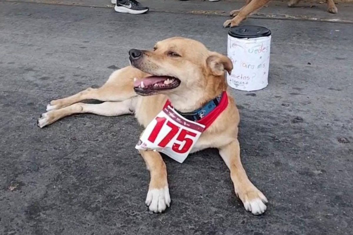 'Chicles' acompañó a cientos de corredores en maratones de Tijuana. Foto: Especial
