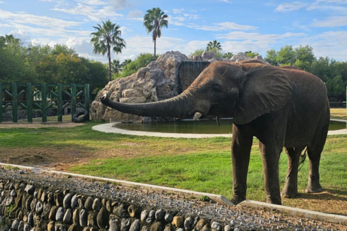 Se revisaron 493 ejemplares del zoológico sin hallar contagios. Foto: Profepa