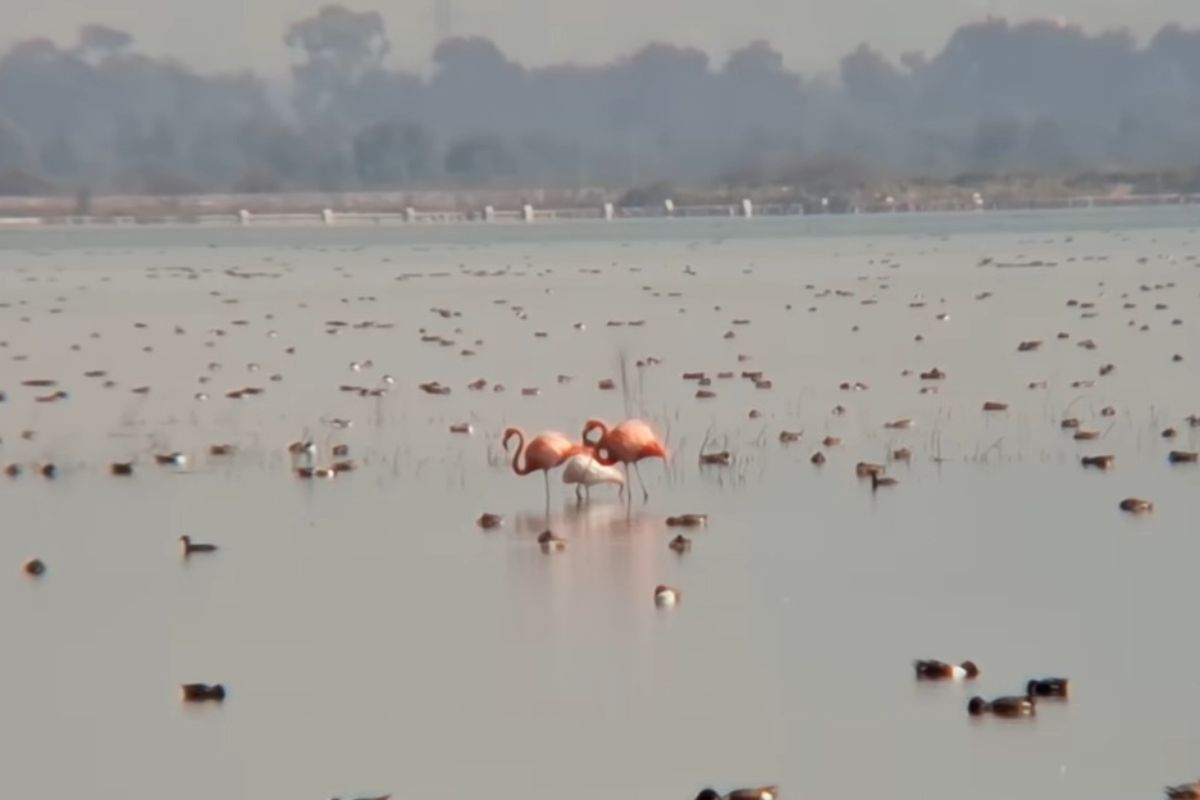 Familia de flamencos rosados avistada en el Lago de Texcoco. Foto: Especial