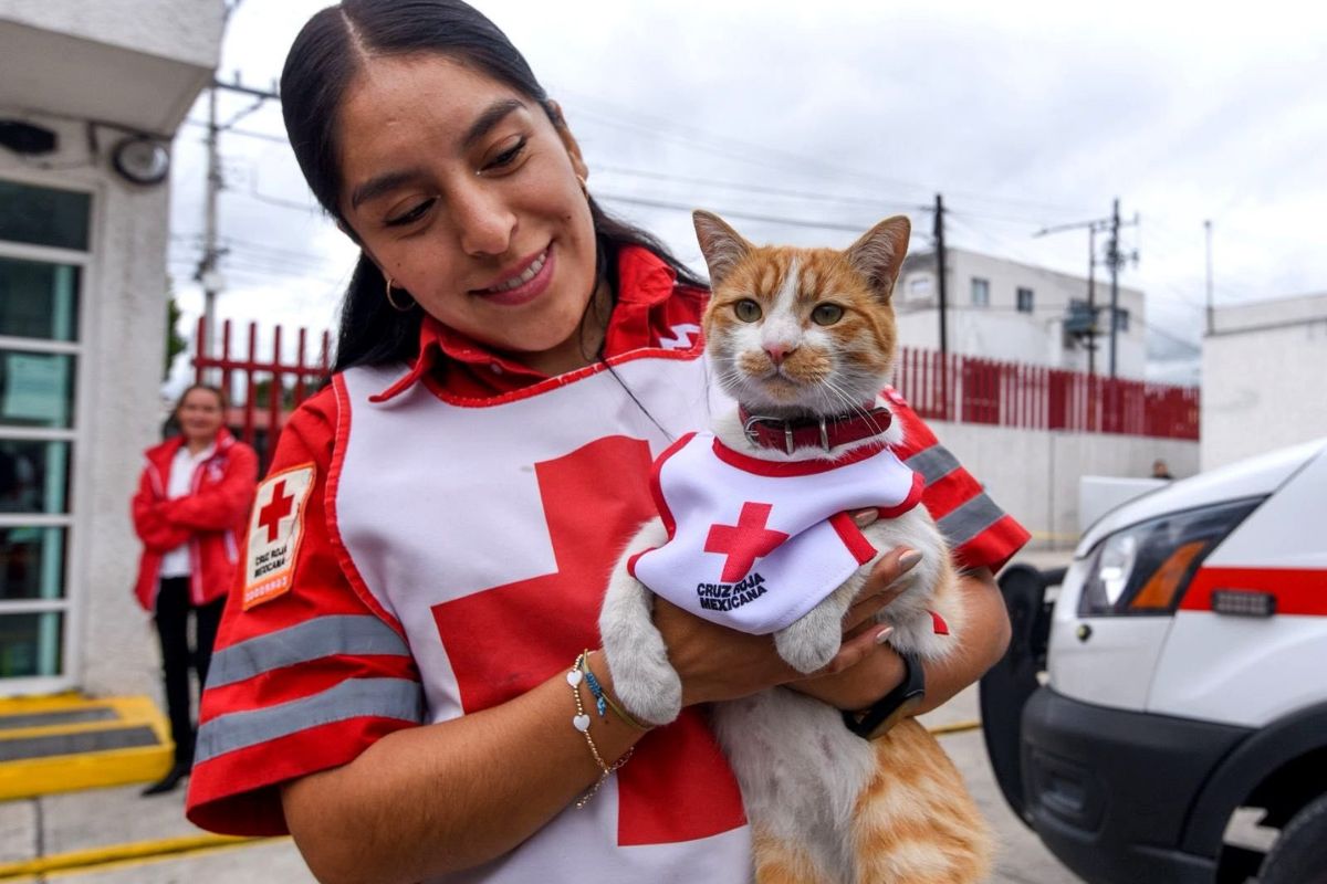 El gato se convirtió en compañía diaria para paramédicos y voluntarios. Foto: Especial
