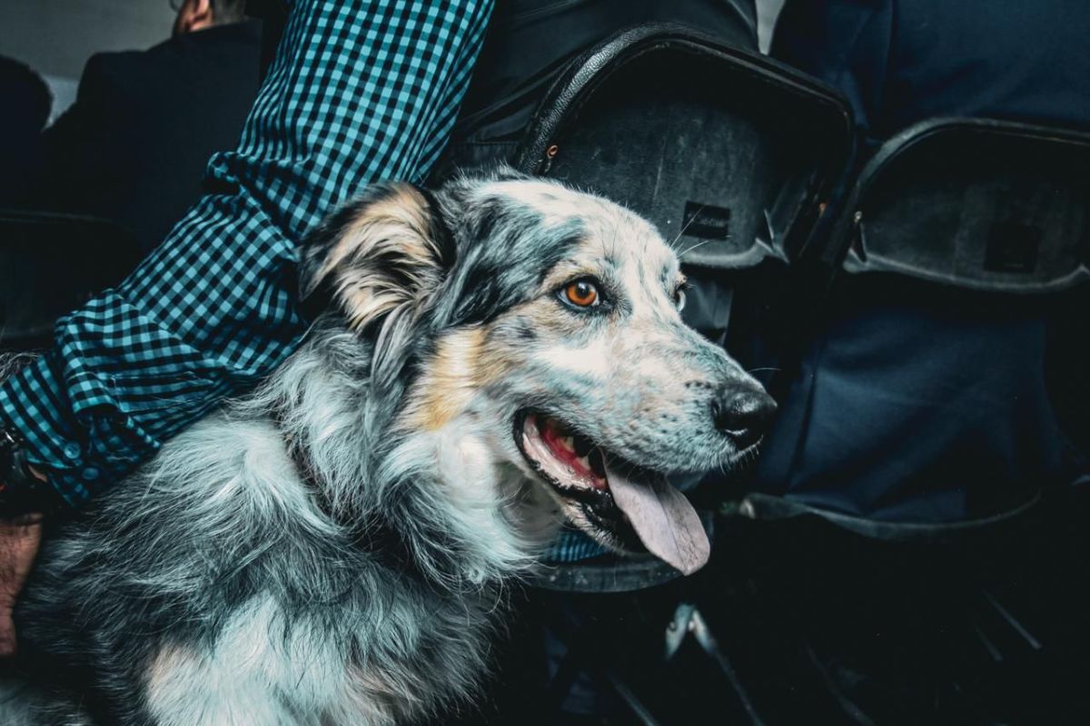 Perros rescatados y rehabilitados integran el nuevo modelo de atención. Foto: Especial