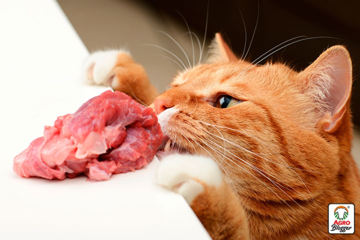 Taurina_ El nutriente vital que tu gato no puede producir
