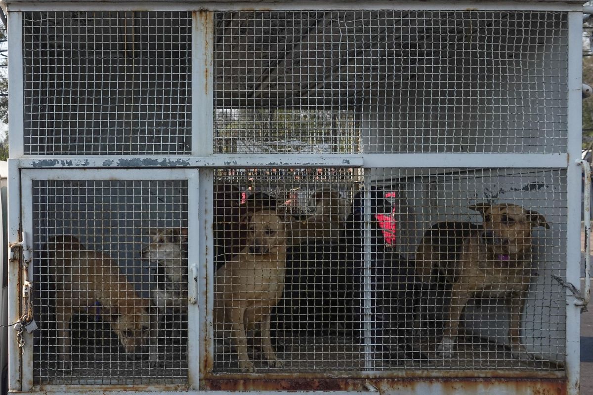 Algunos animales requirieron traslado urgente a hospitales veterinarios. Foto: Cuartoscuro