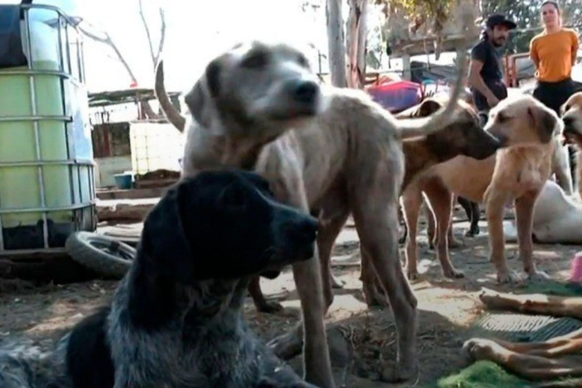 Decenas de jaulas fueron utilizadas para evacuar a los animales del refugio. Foto: Especial