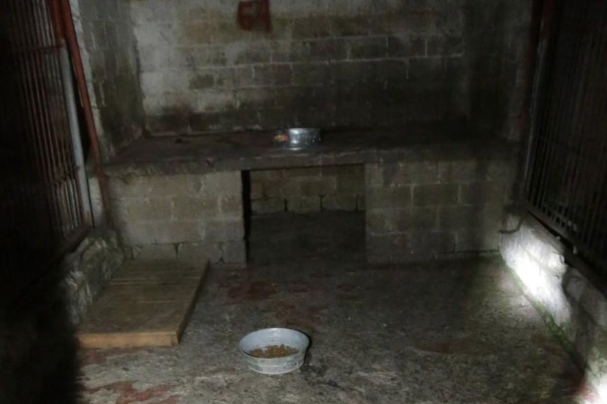 Alimento contaminado por roedores y expuesto a la intemperie. Foto: Gobierno de CDMX