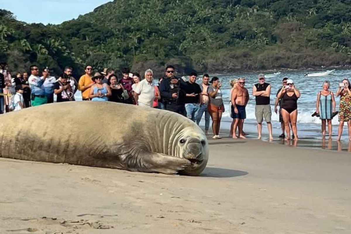 Autoridades acordonaron la zona para proteger al mamífero y a los visitantes. Foto: Especial