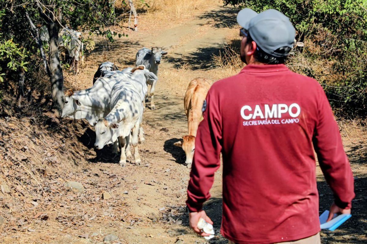 Brigadas veterinarias recorren ranchos del sur mexiquense. Foto: Especial
