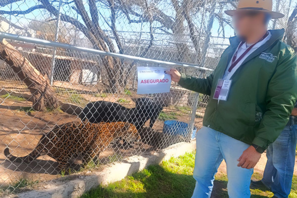 La autoridad exigió acreditar la legal procedencia y Plan de Manejo. Foto: Profepa