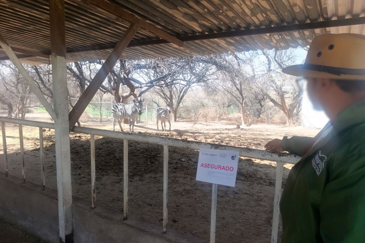 Entre las especies exóticas hay cebras, bisontes y lémures. Foto: Profepa