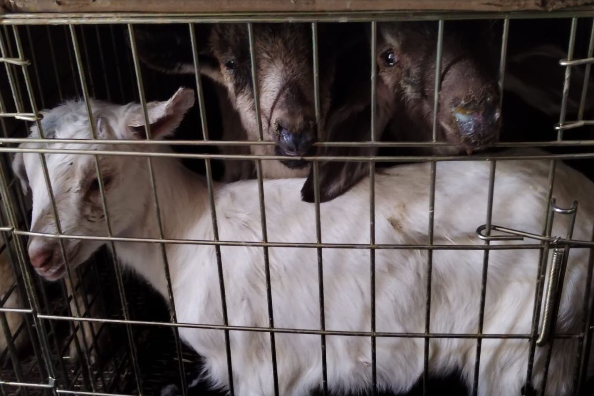 La FGJEM llamó a denunciar cualquier caso de maltrato o manejo ilegal de fauna. Foto: Fiscalía Edomex