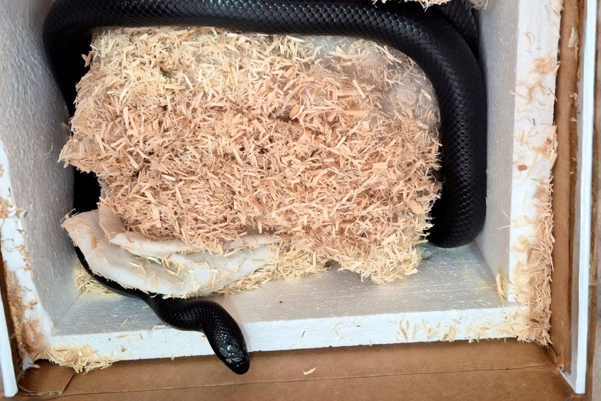 Los ejemplares serán evaluados para garantizar su bienestar y manejo adecuado. Foto: Profepa