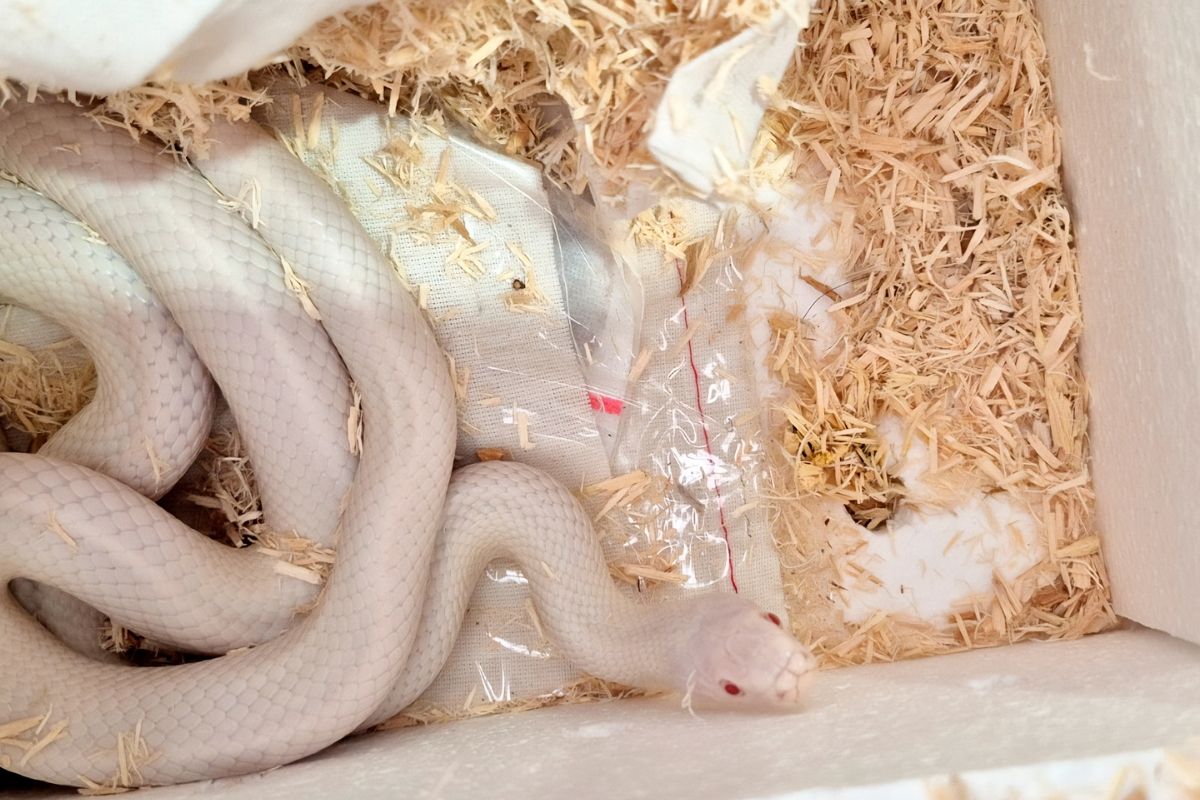 El hallazgo ocurrió en una empresa de paquetería que detectó la presencia de reptiles dentro del envío. Foto: Profepa
