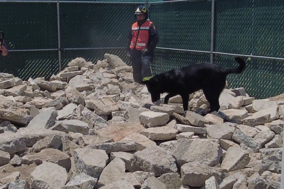 El olfato del perro permitió ubicar trabajadores atrapados bajo toneladas de escombros. Foto: Especial