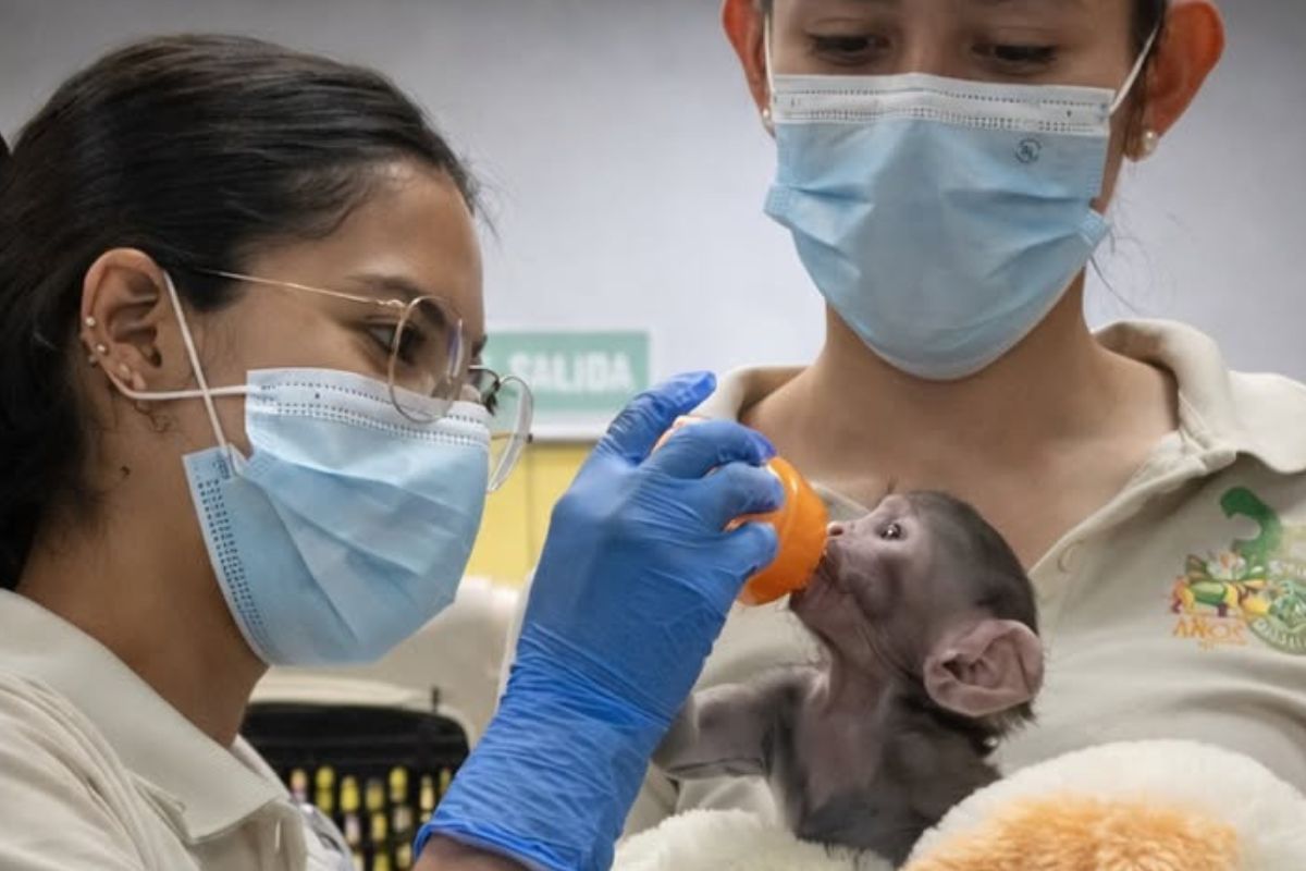 Recibe crianza asistida en el área médica del zoológico. Yuji se ha vuelto tendencia en redes sociales. Foto: Zoológico Guadalajara
