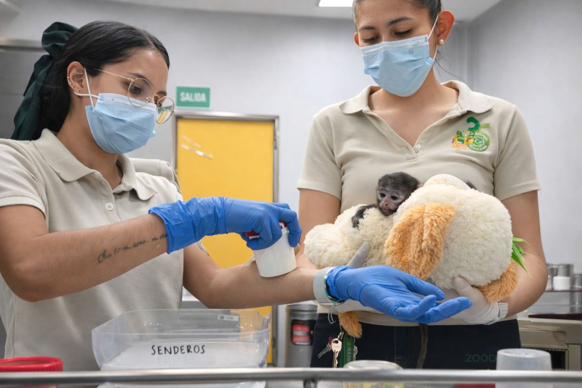 El primate fue rechazado por su madre al nacer. Su historia recuerda al caso viral de Punch en Japón. Foto: Zoológico Guadalajara