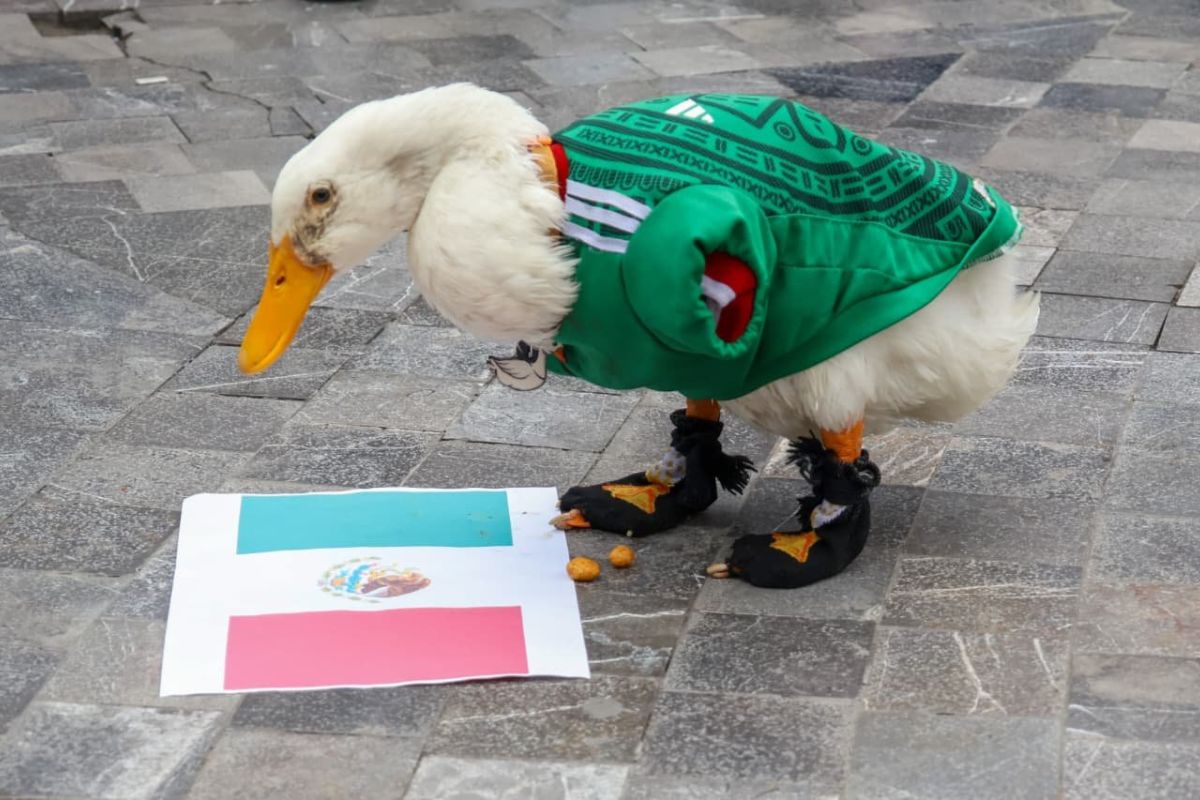 Con playera del Tri y pequeños calcetines, el pato conquistó las redes sociales durante el Mundial 2026. Foto: RS