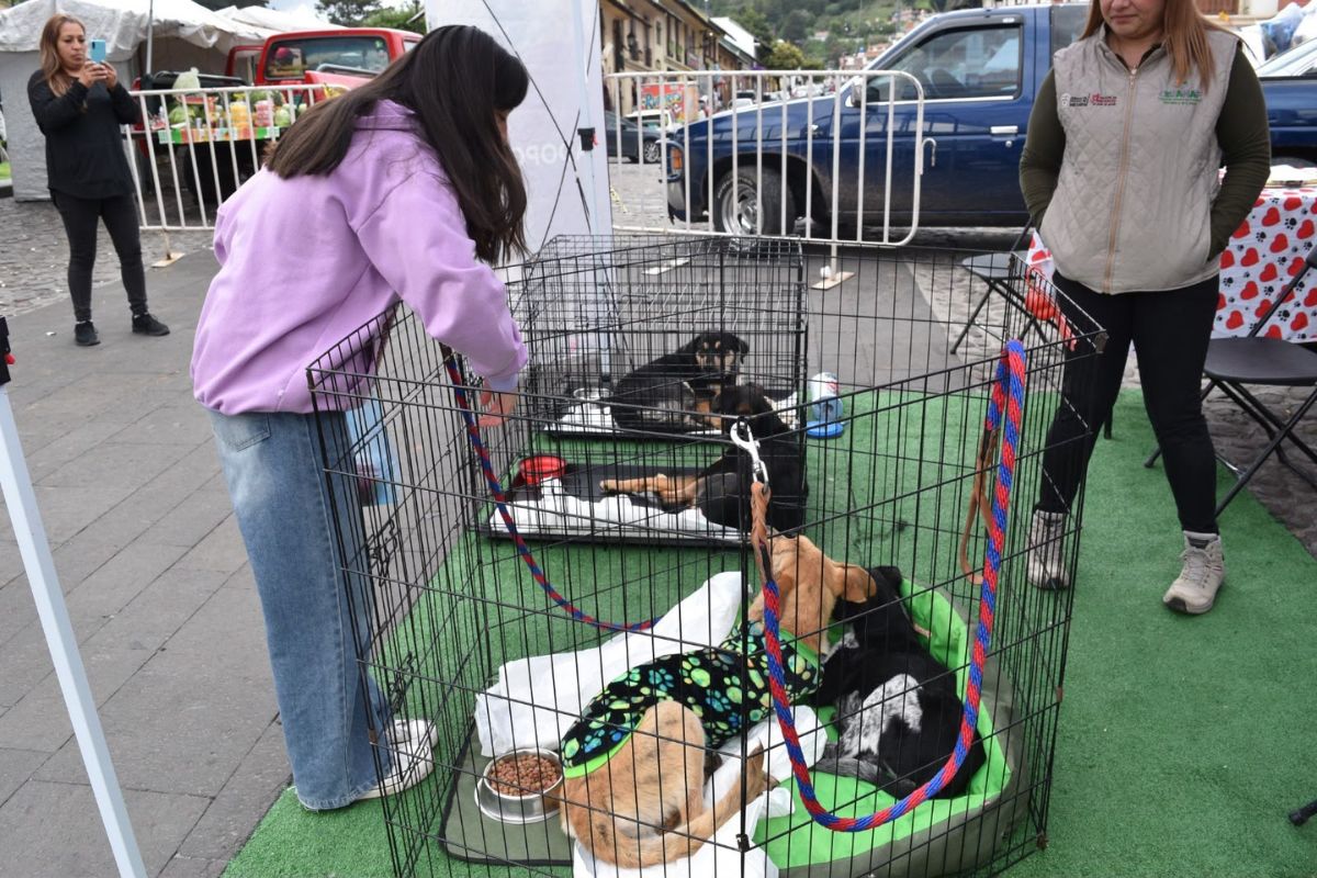 La campaña promovió el bienestar animal y la tutela responsable en distintos municipios. Foto: GEM