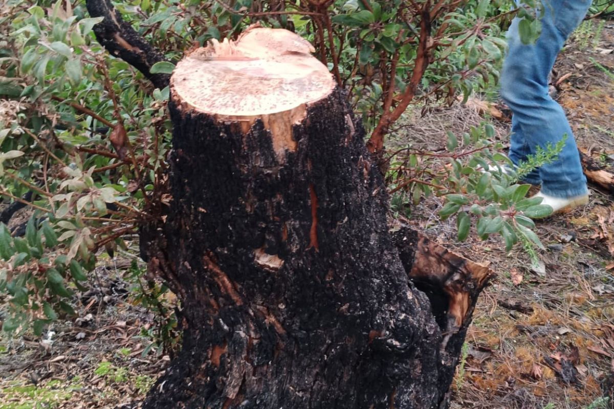 El ejemplar talado había sobrevivido previamente a un incendio forestal. La Fiscalía General de la República abrió una investigación por posibles delitos contra los recursos forestales. Foto: Profepa