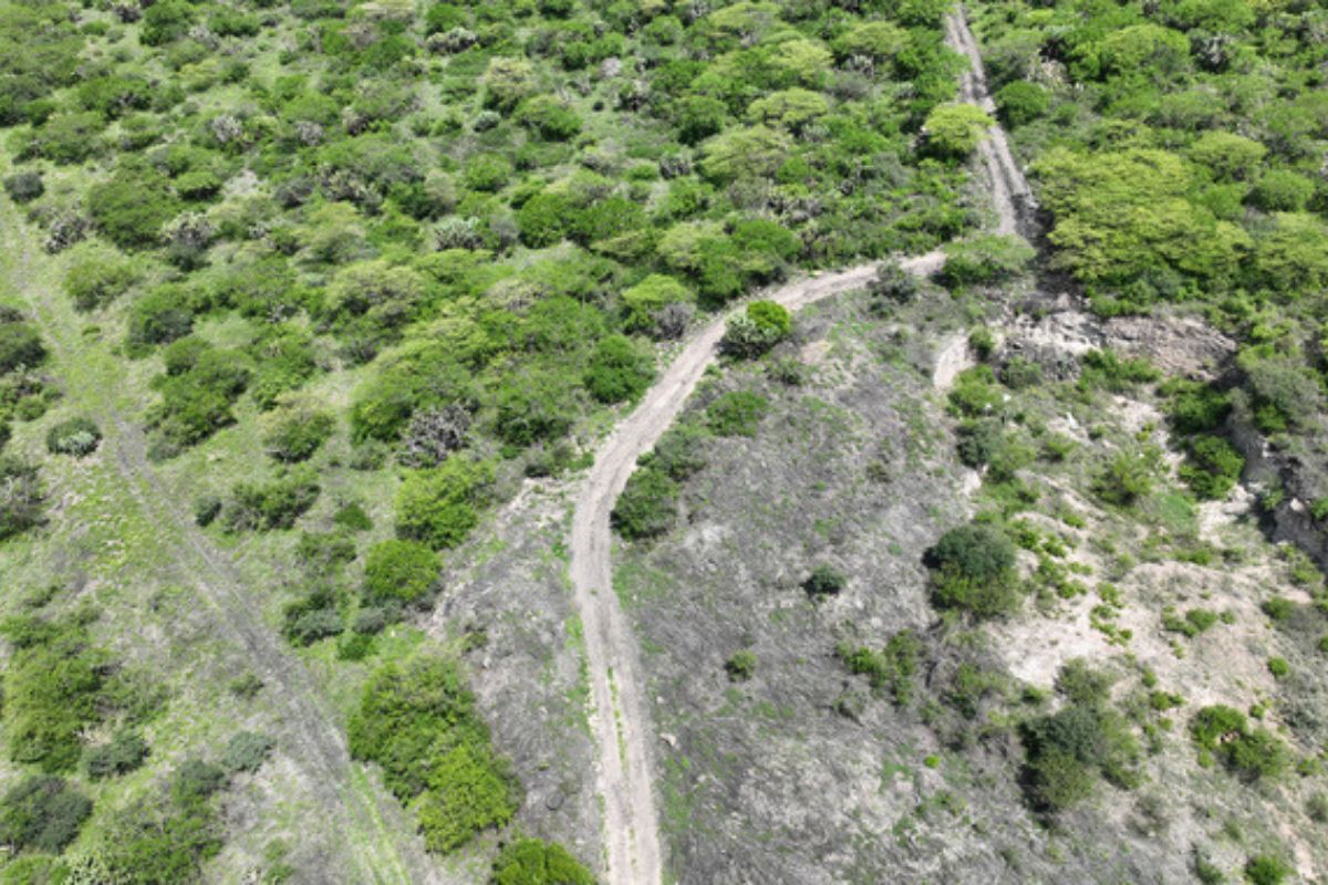 La inspección reveló la remoción de 88 mil metros cuadrados de vegetación forestal en un área protegida de Querétaro. Foto: Profepa