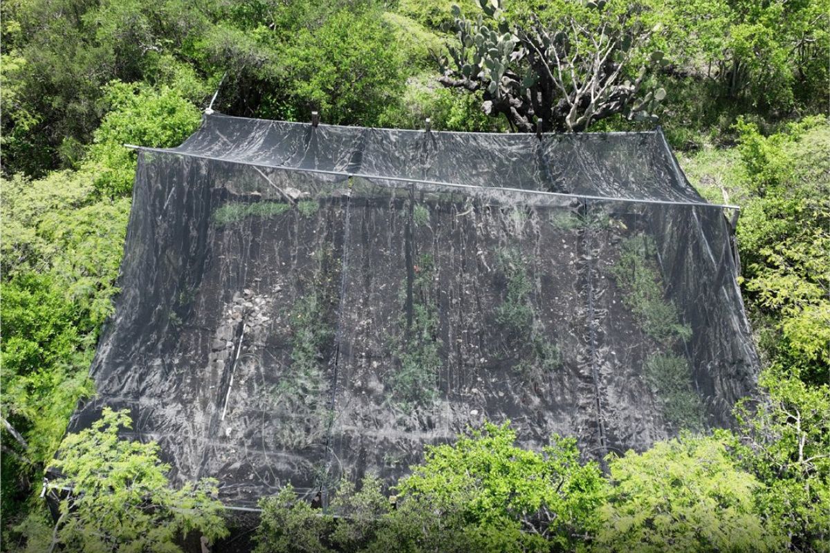 Seis parcelas destinadas al cultivo de huertos fueron habilitadas tras la remoción de vegetación de selva baja caducifolia. Foto: Profepa
